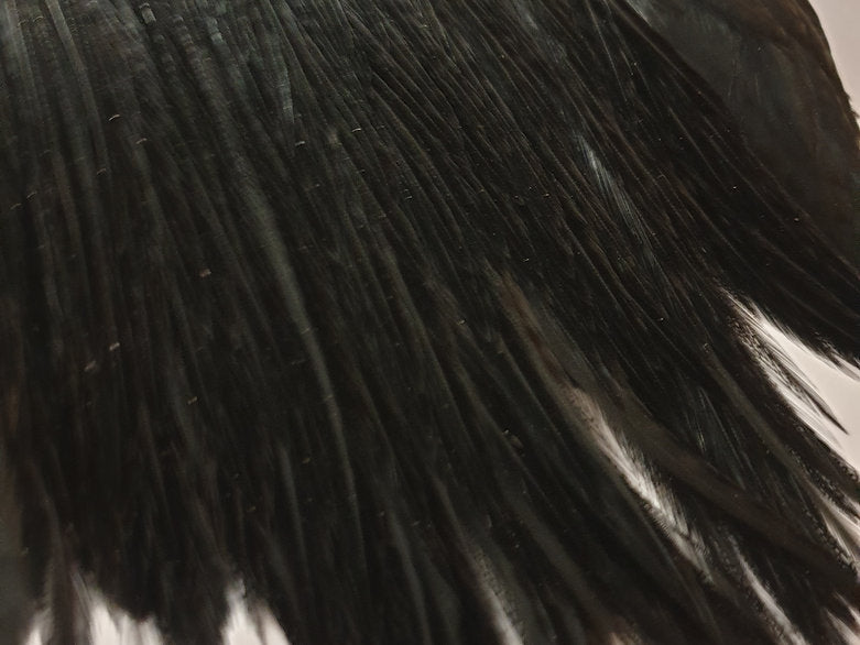Metz Fly Tying Cock Cape | Grade 3 | Dyed Black