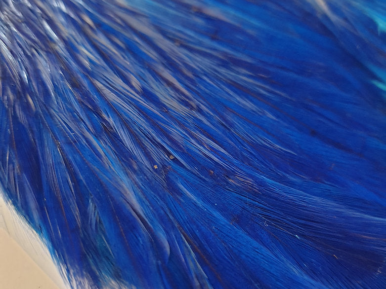 Indian Cock Neck/Cape | Turrall fly tying materials - blue