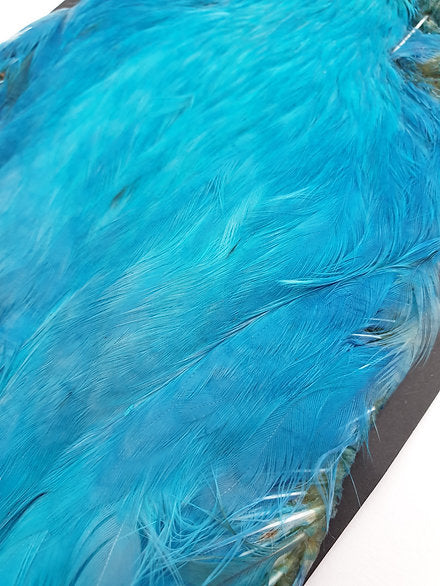 Indian Hen Neck/Cape | Turrall fly tying materials - kingfisher blue