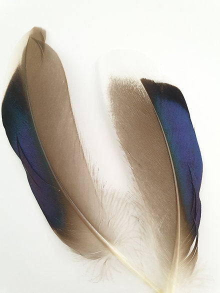 Mallard Wing Quills | Butcher Blues