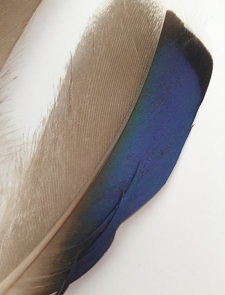 Mallard Wing Quills | Butcher Blues