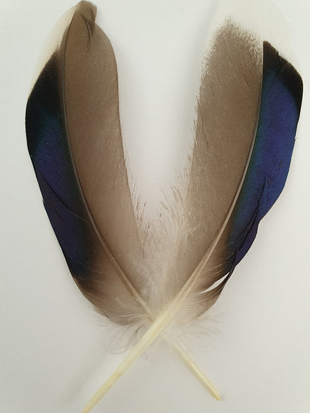 Mallard Wing Quills | Butcher Blues