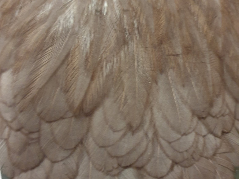 Metz Hen Cape | Grade 1 Genetic Hen Hackle - Dun