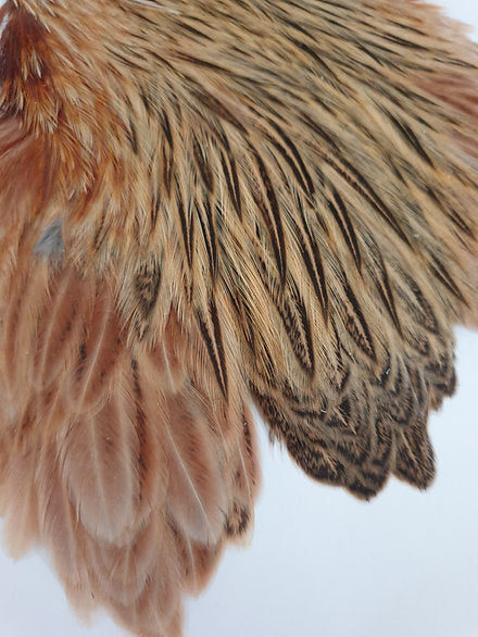 Metz Hen Cape | Grade 1 Genetic Hen Hackle - Ginger/Brown