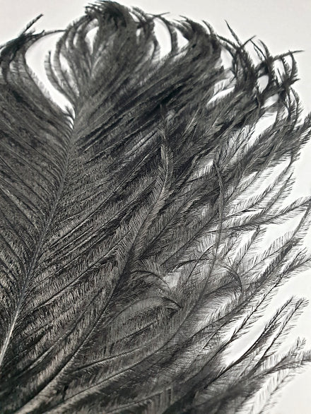 Nature's Spirit Fly Tying | Ostrich Plume - Black