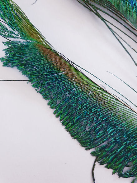 Turrall Fly Tying | Peacock Sword Feathers