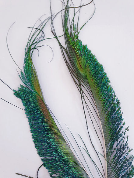 Turrall Fly Tying | Peacock Sword Feathers